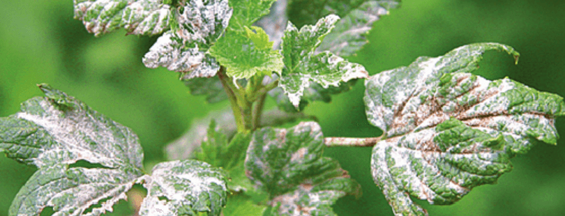 Белые пятна на листьях смородины – болезни, описание с фотографиями