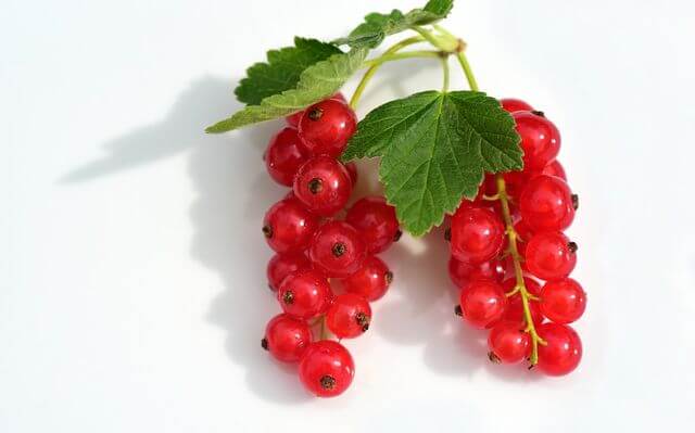 ягоды сорта Андрейченко